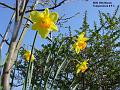 2003-0315daffs